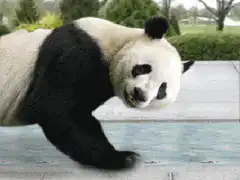 panda falling asleep