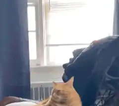 Orange cat looks up and stares