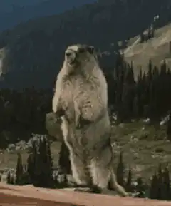 Marmot screaming Charlystaind