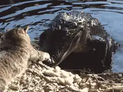 cat pokes alligator