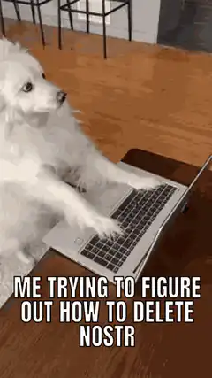 dog typing on laptop confused