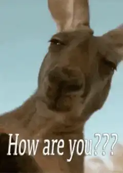 Kangaroo asking how are you
