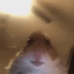 blurred hamster face close up