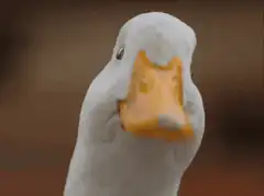 Close-up of a white duck