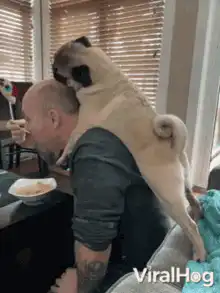 Pug riding on man's shoulders