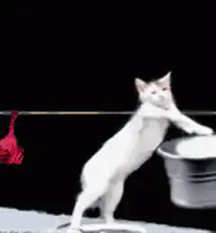 Cat doing laundry