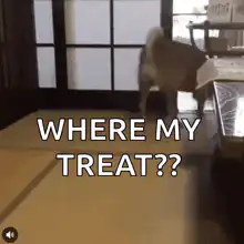 Shiba Inu looking for treat