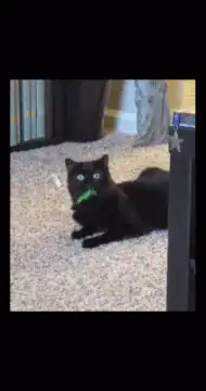 black cat chewing green toy