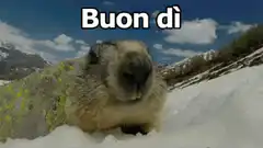 Marmot saying buon dì