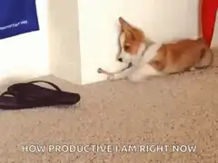 Corgi chewing bone on carpet