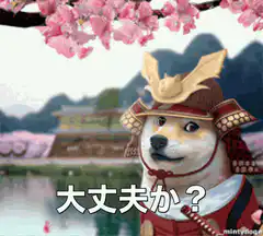 Samurai Doge with Cherry Blossoms