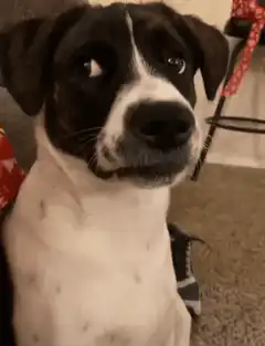 Dog looking up with sad eyes