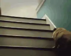 pug climbs stairs