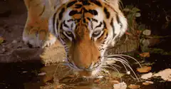 Tiger drinking water close up