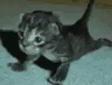 kitten sliding on floor
