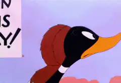 Daffy Duck Duck Season Opens Today