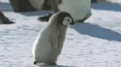 Fluffy penguin chick standing in snow