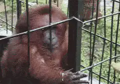 Orangutan eating banana in cage
