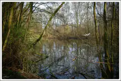 forest pond with fallen trees
