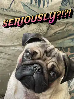 Pug seriously what