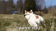 Cool cat puts on sunglasses