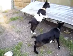 Goat falls off ramp and rolls on ground