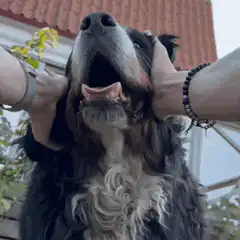 Bernese Mountain Dog Getting Face Scrunch