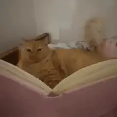 Orange cat reading a book