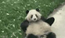 Panda rolling on grass