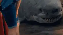 Shark eats man's legs