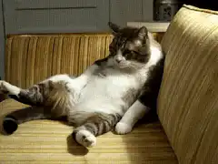 Cat lounging on a couch