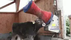 Calf using automatic feeder