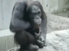Orangutan scratching its chest