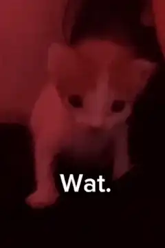 Kitten Wat
