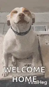 Happy dog welcome home