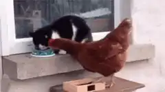Cat and chicken fight over food