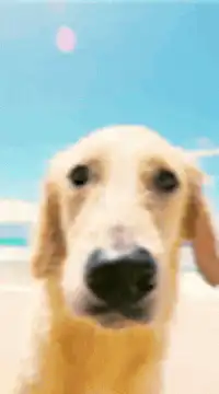 Golden Retriever Snout Zoom