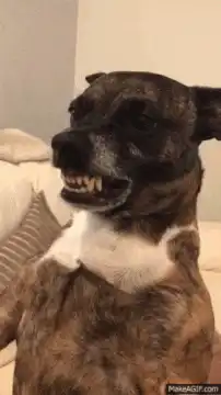 Old dog showing teeth