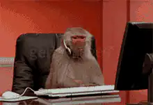 Monkey typing at computer