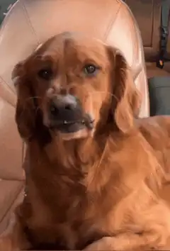 Golden Retriever Smiling and Baring Teeth