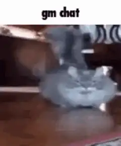 fluffy cat sitting on table