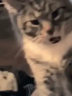 Tabby cat looking at camera