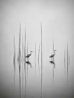 Two egrets in misty water