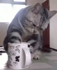 cat washing paws in mug