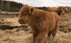 Shaggy cow chewing in field