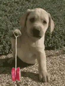 puppy holding yo-yo