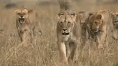 Lion pride walking through tall grass