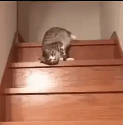 cat rolling down wooden stairs