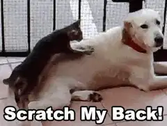 cat scratching dog back