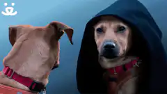 Darth Vader Dog Give In To The Bark Side